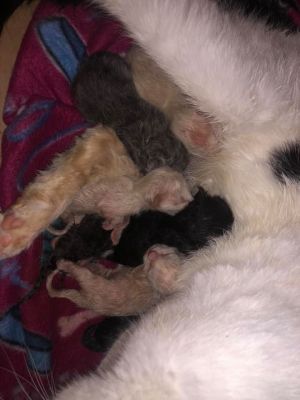 . moms and babies needing fosters .
