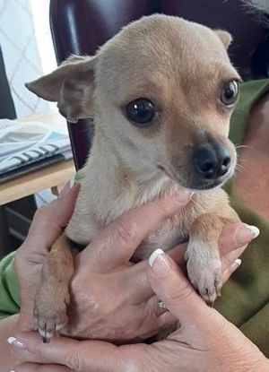 . Virginia Woof-Adoption Pending .