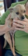 . Virginia Woof-Adoption Pending .