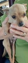 . Virginia Woof-Adoption Pending .