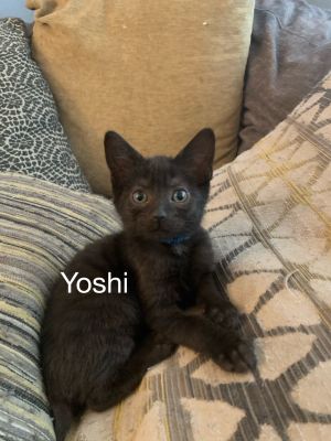 . Yoshi .