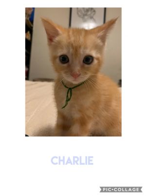 . Charlie .