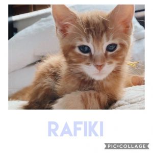 . Rafiki .