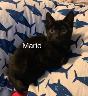 . Mario .
