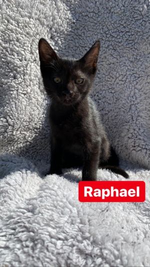 . Raphael .