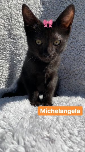 . Michelangela .