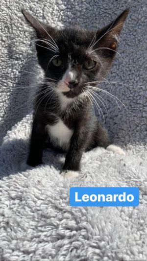 . Leonardo .