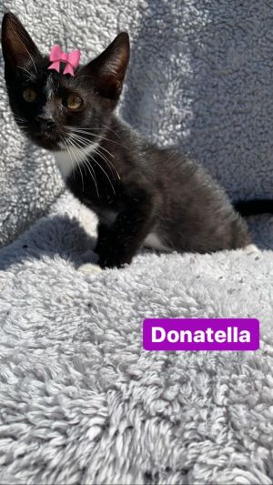 . Donatella .