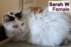 . Sarah W. .