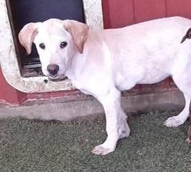 . Catherine Zeta Bones-Adoption Pending .