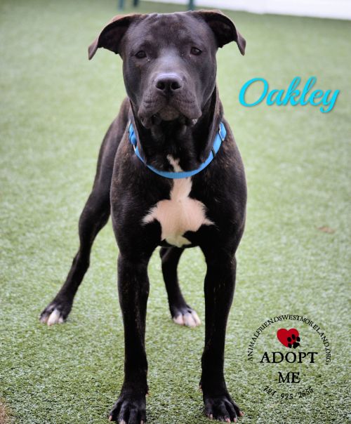 . Oakley .