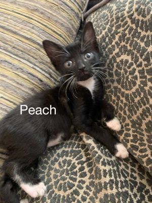 . Peach .