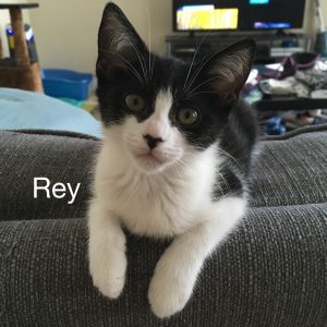 . Rey .