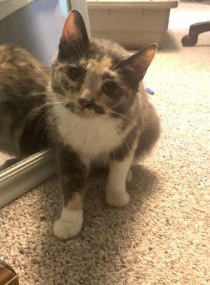 Penelope