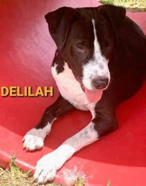 . Delilah .