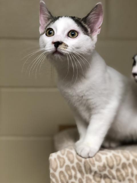 . Spike - kitten! .