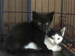 . FOSTERS NEEDED!! .
