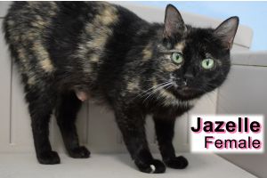 . Jazelle .