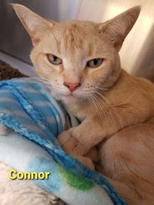. Connor - FIV Positive .