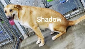 . Shadow .