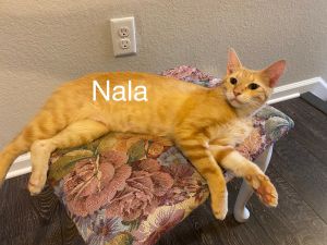 . Nala .