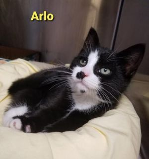 . Ace & Arlo .