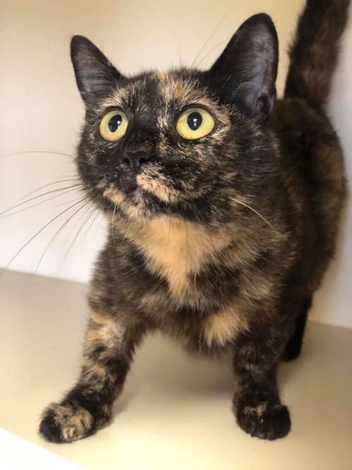 . Mama Cat - update! Adopted! .