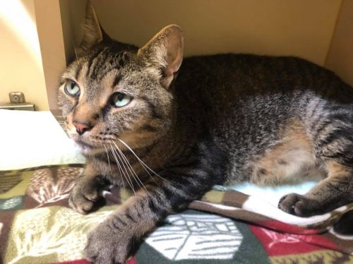 . Brady - front declaw .