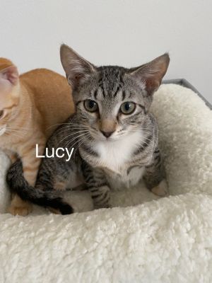 . Lucy .