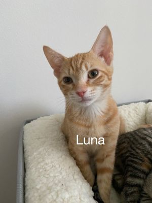 . Luna .