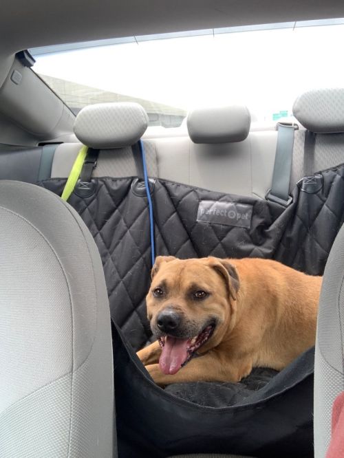 Wise Animal Rescue Adopt Foster Rescue Volunteer