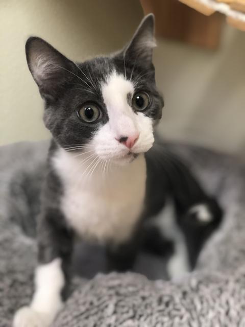 . Fred - kitten! .