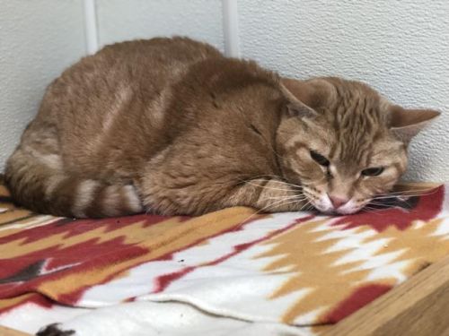 . Quincy - front declaw senior .