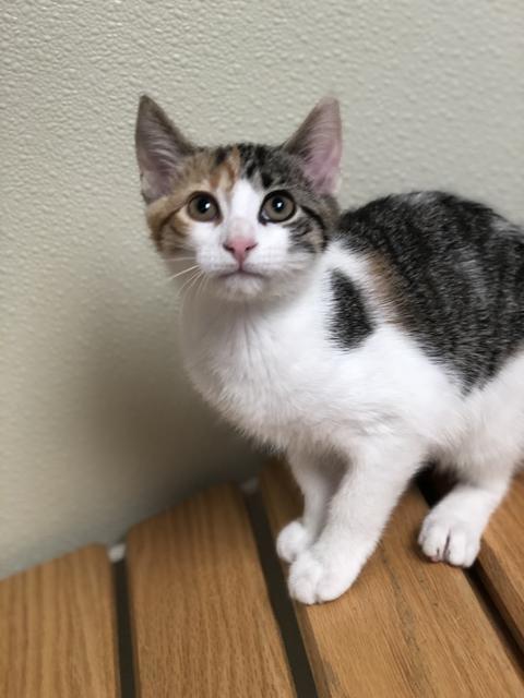 . Tanya - kitten! .