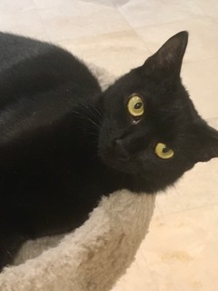 . Onyx .