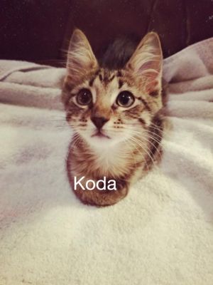 . Koda .