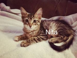 . NITA .