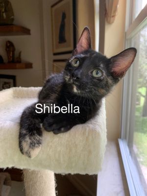 . Shibella .