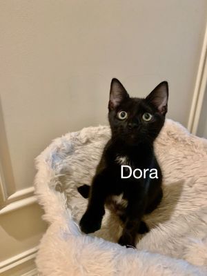 . Dora .