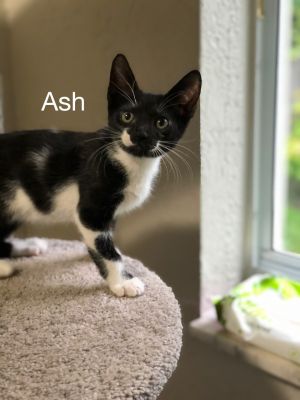. Ash .