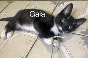 . Gaia .
