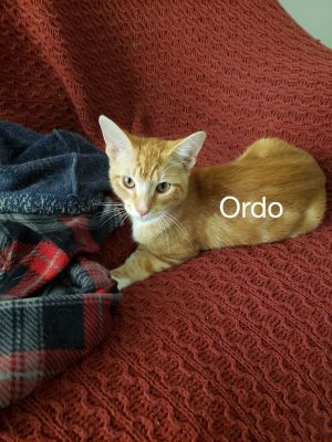 . Ordo .