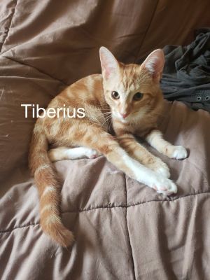 . Tiberius .