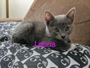 . Leona .