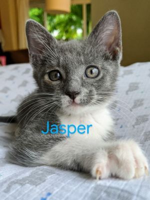 . Jasper .