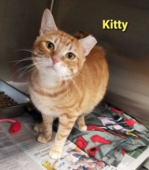 . Kitty .