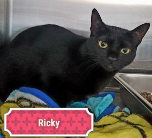 . Ricky (f) .