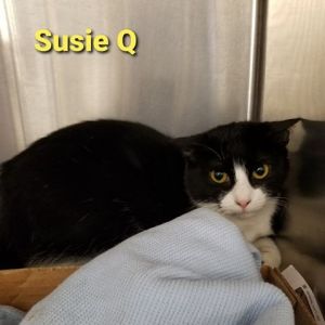 . Susie Q .