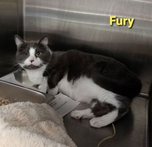 . Fury (m) .