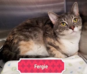 . Fergie (m) .